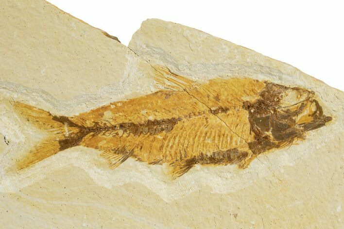 Detailed Fossil Fish (Knightia) - Wyoming #340815